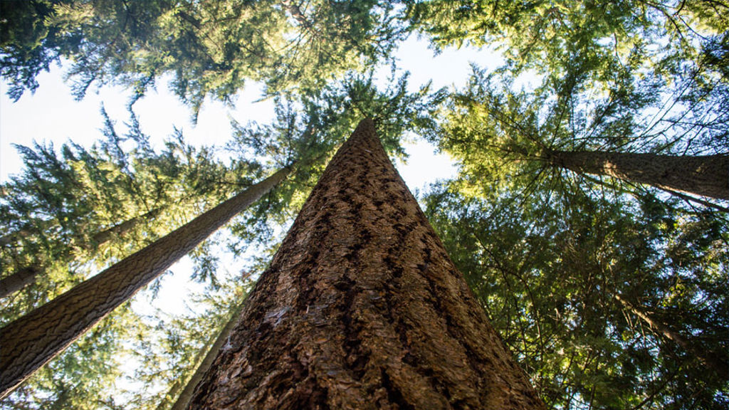 Vanessa Bucceri 1381292 Unsplash